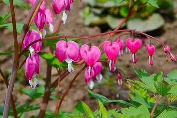 The flower of the Dicenter is magnificent or the flower of the Broken Heart (Lat. Lamprocapnos spectabilis, formerly Dicentra spectabilis)
