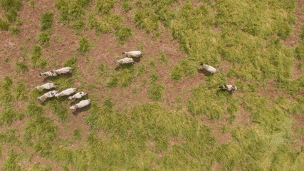 Vacas y toros