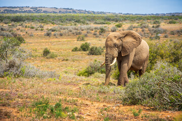 Lonely Elephant walking in african Savannah