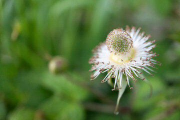 花びらが散った後のクサイチゴ（ Rubus hirsutus）／バラ科キイチゴ属