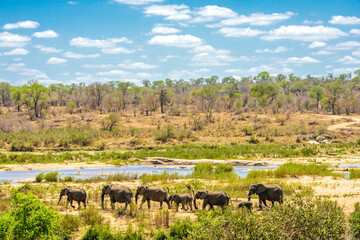 Group of Elephants in african Kruger National Park - obrazy, fototapety, plakaty