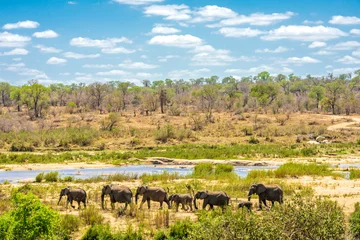 Tuinposter Group of Elephants in african Kruger National Park © feel4nature