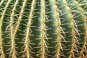 Close up of globe shape of ferocactus (barrel shaped cactus) with long multiple sharpy spines,...