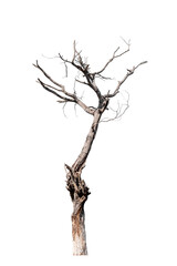 dead trees, dry trees in Thailand isolated on a white background