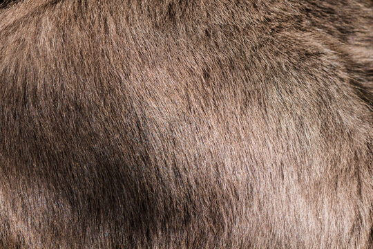 Close up of domestic short hair cat fur, gray and brownish skin with shade from sun, hair texture for background