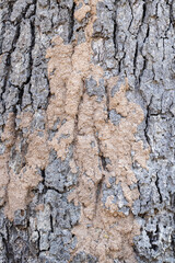 Termites on tree bark, mud from termites on tree trunks.