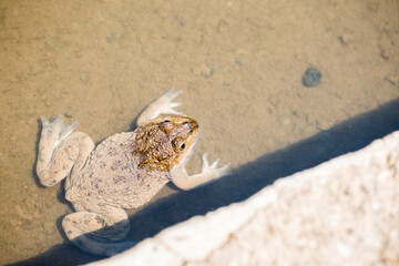 River frog resting on the river side in sunny day, outdoor day light, animal life