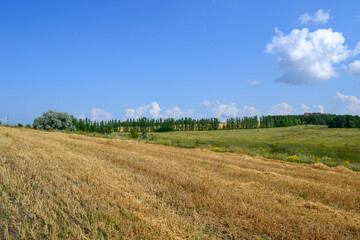 field of wheat and sky