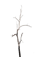 Fototapeta premium Dying trees isolated on a white background