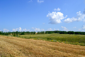 field of wheat and sky