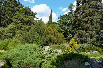 pine tree in the mountains