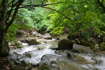 mountain river in the forest