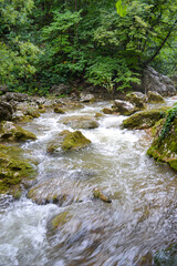 Fototapeta premium mountain river in the forest