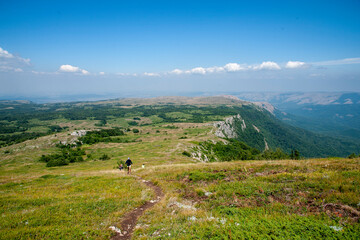 cows in the mountains