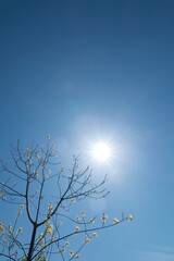 Spring Bud Tree with Sun on Blue Sky