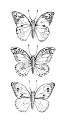 Fototapeta na wymiar Sketch butterfly vector illustration. Doodle black insect vintage art. Hand drawn outline butterfly set. Line animal silhouette with sketch graphic wing. Flying moth set. Spring nature drawing tattoo