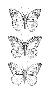 Sketch butterfly vector illustration. Doodle black insect vintage art. Hand drawn outline butterfly set. Line animal silhouette with sketch graphic wing. Flying moth set. Spring nature drawing tattoo