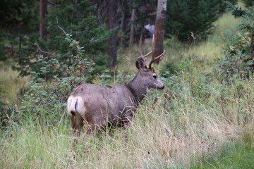 deer in the woods