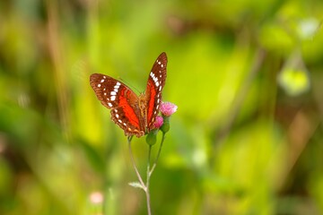 Brown, red, white colored butterfly with spread wings sucking nectar at a pink blossom, blurred natural background, Manizales, Colombia
