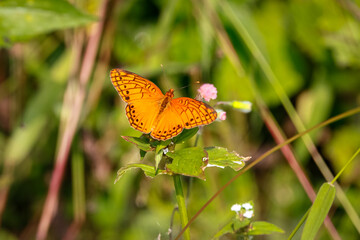 Orange butterfly with spread wings sucking nectar at a blossom, blurred natural background,...