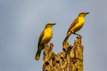 Two Cattle tyrants (machetornis rixosa,) looking opposite directions, perched on a wrotten palm trunk against blue sky, Manizales, Colombia
