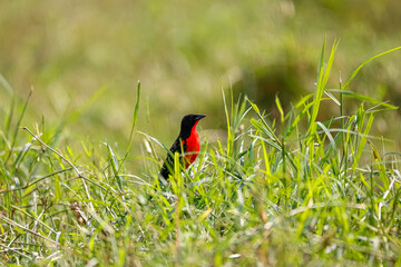 Red-breasted blackbird or meadowlark perched in green gras against blurred green background,...