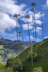 Isolated wax palm trees rise from a green mountain ridge against blue sky with white clouds, forested mountains in the back, Cocora Valley, Salento, Colombia