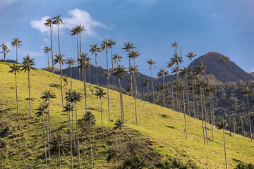 Isolated wax palm trees on a yellow-green grassy mountain ridge, blue sky and dark mountains in background, in Cocora Valley, Colombia