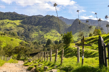 A pathway leads into idyllic landscape of lush green Cocora Valley with isolated tall wax palm trees, forested mountains, meadows and blue sky with white clouds, Colombia
