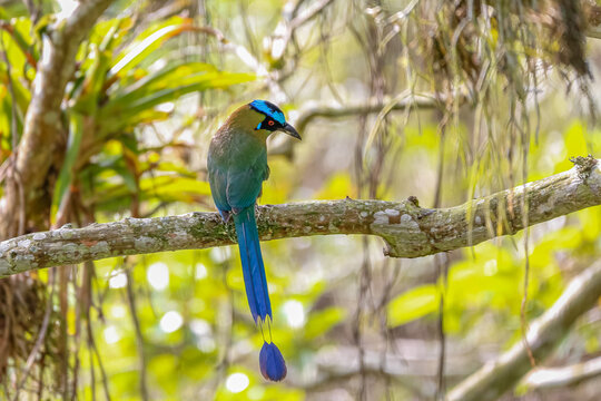 Close up of a Whooping motmot perched on a tree branch, back view, blurred natural background, Barichara, Colombia

