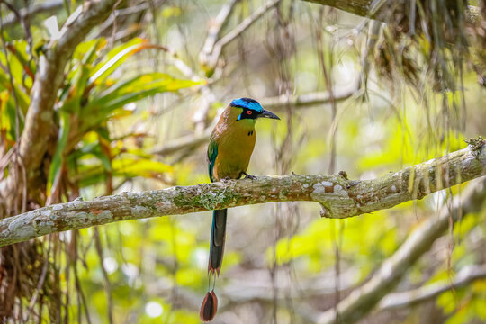 Close up of a Whooping motmot perched on a tree branch, front view, blurred natural background, Barichara, Colombia


