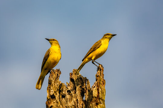Two Cattle tyrants (machetornis rixosa,) looking to the right an perched on a wrotten palm trunk against blue sky, Manizales, Colombia
