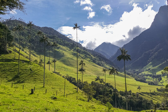Idyllic view to green mountains with isolated wax palm trees and blue sky with white clouds, Cocora valley, Salento, Colombia