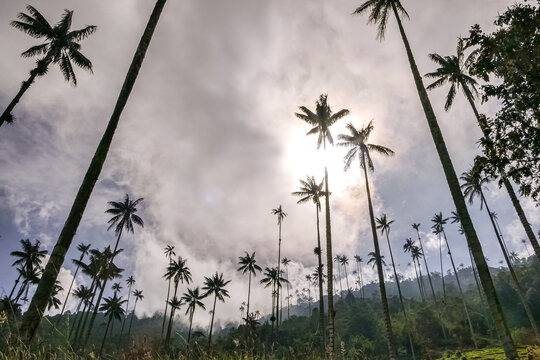 Low angle view to tall Quindio wax palms against the sky, sun hiding behind clouds, Cocora valley, Salento, Colombia