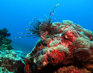 Luna Lionfish also known as Pterois Lunulata Boracay Island Philippines 