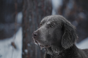 winter dark forest hunting dog weimaraner portrait
