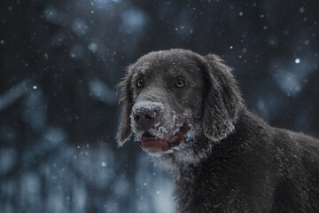 winter dark forest hunting dog weimaraner portrait