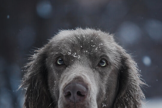 weimaraner dog blue eyes close up - Powered by Adobe