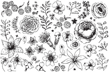 Hand drawn illustration of various flowers on white background - 490454494