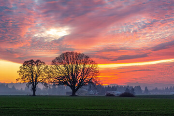 Sunset in Cornelius with Big tree's and sun going down.