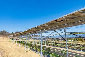 ソーラーパネルと榊の木　埼玉県美里町