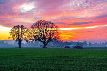 Fototapeta na wymiar sunset in the field with big tree and clouds filled with lovely colors.