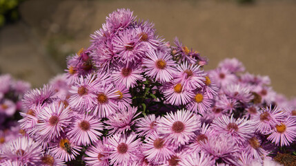 extreme close-up of the pink blossoms of an aster shrub