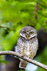 Spotted Owlet