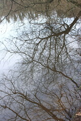 Branches entremêlées