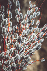 Beautiful flowering pussy willow bunch with fluffy catkins in sunny spring day. © SandrisK