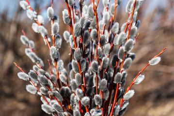 Beautiful flowering pussy willow bunch with fluffy catkins in sunny spring day. - obrazy, fototapety, plakaty