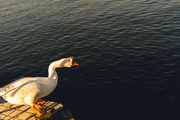 白鳥の湖