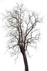 Leafless tree on white background. Deciduous tree in dry season.