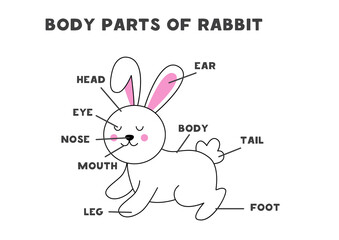 Body parts of the rabbit. Scheme for children.